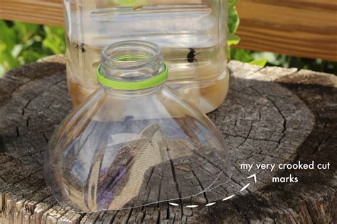 homemade fly traps that work